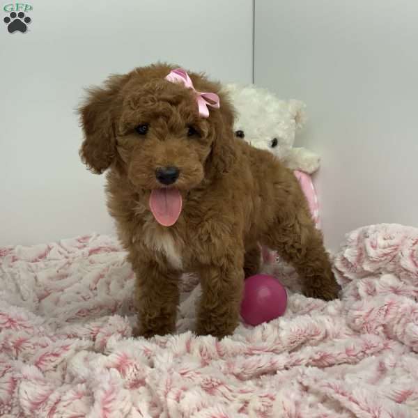 Connie, Miniature Poodle Puppy